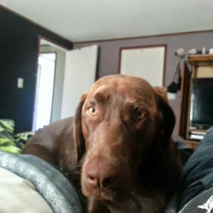 Meet your Posher, Dennis